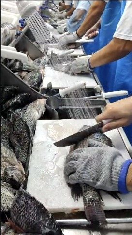 Filetagem manual da tilápia